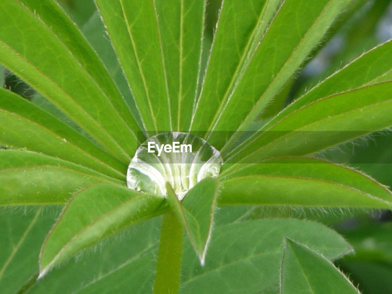 CLOSE-UP OF FRESH GREEN TREE