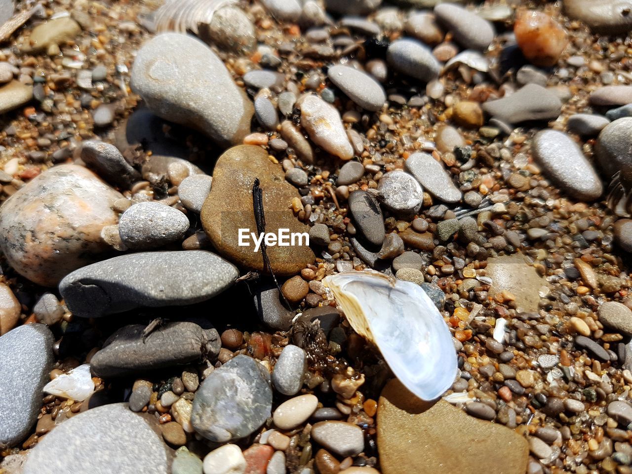 FULL FRAME SHOT OF SHELLS ON BEACH