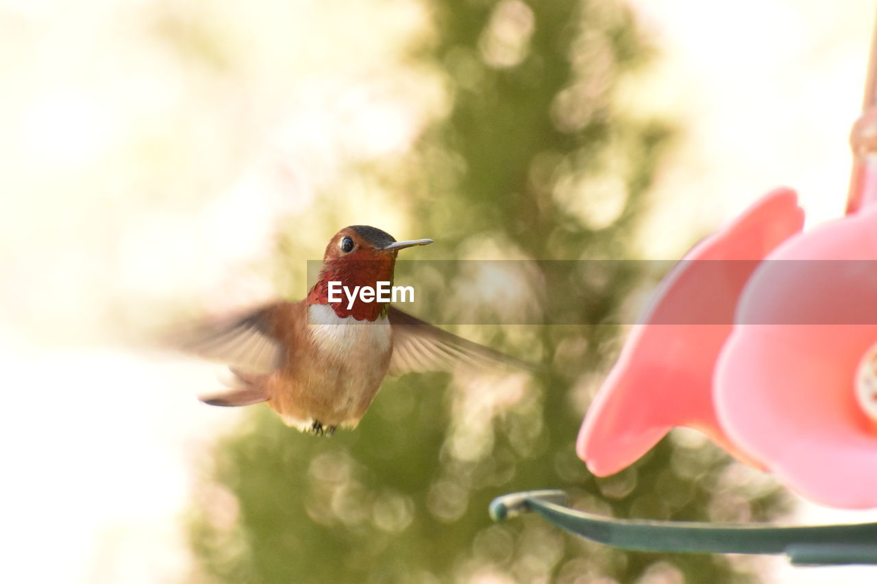 Close-up of a humming bird flying