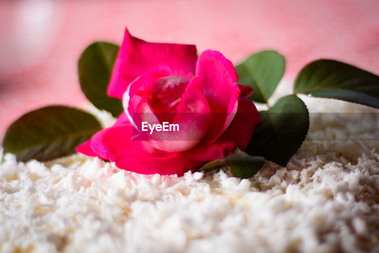 CLOSE-UP OF PINK ROSE PLANT