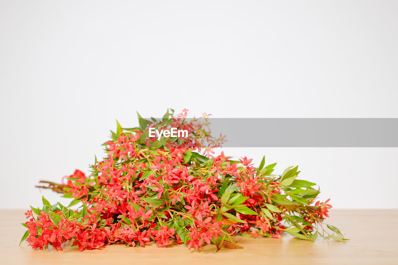 Close-up of flowers on table against wall