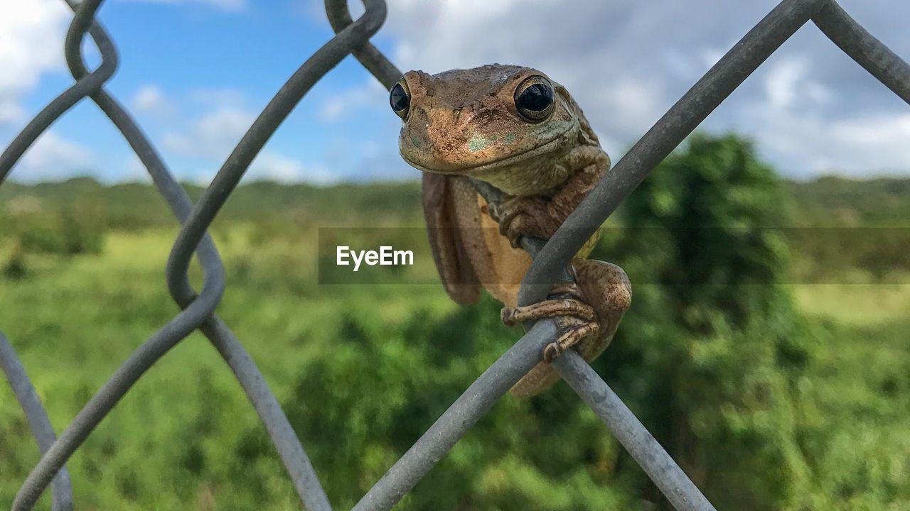 CLOSE-UP OF LIZARD ON METAL