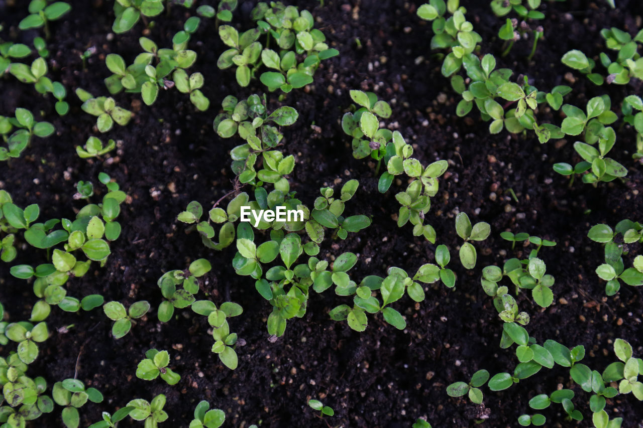 green, growth, plant, leaf, plant part, nature, soil, no people, full frame, beauty in nature, backgrounds, day, high angle view, freshness, land, outdoors, field, grass, produce, close-up, flower, shrub, directly above, botany, clover, tranquility