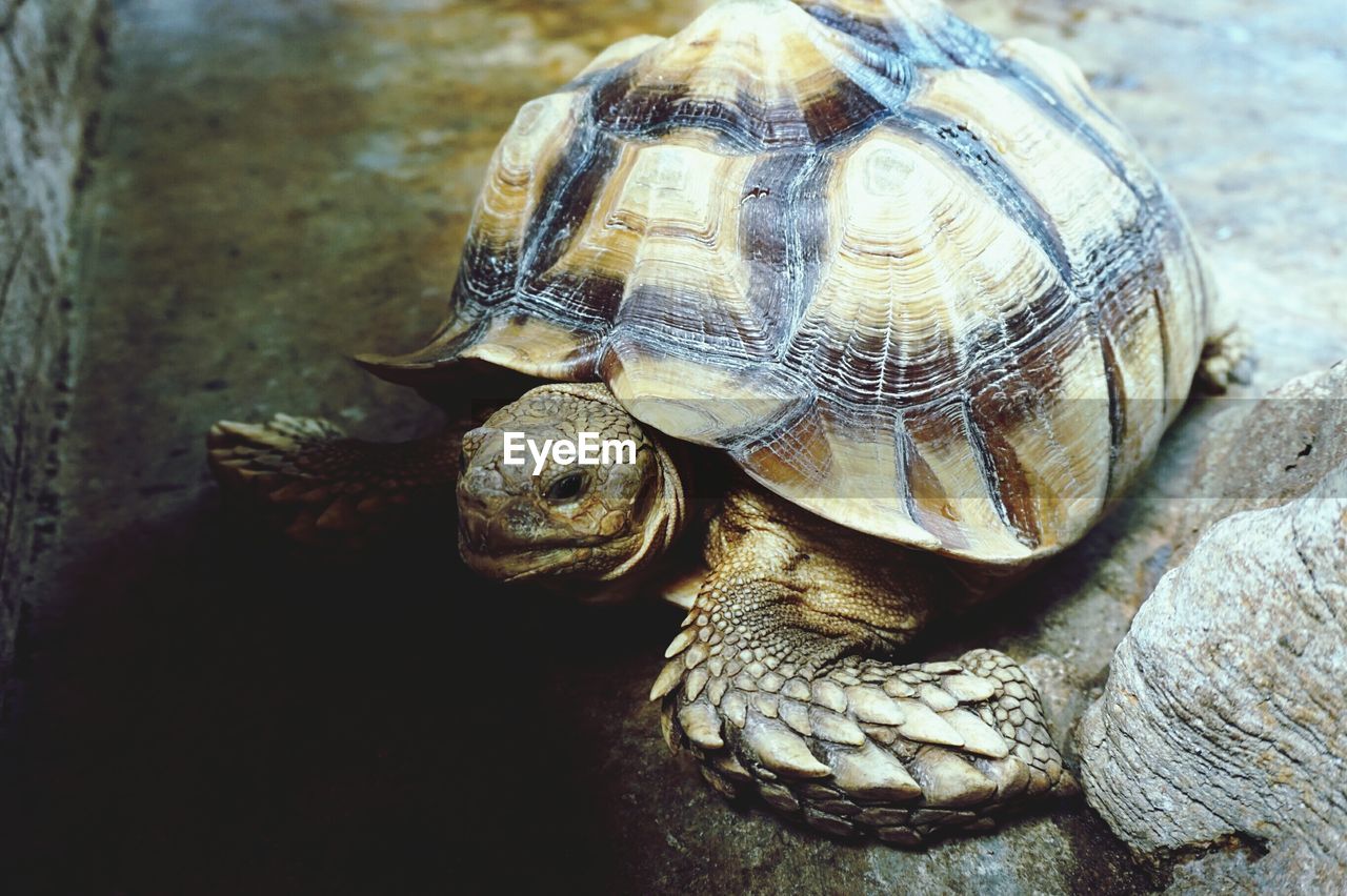 Close-up of turtle in zoo