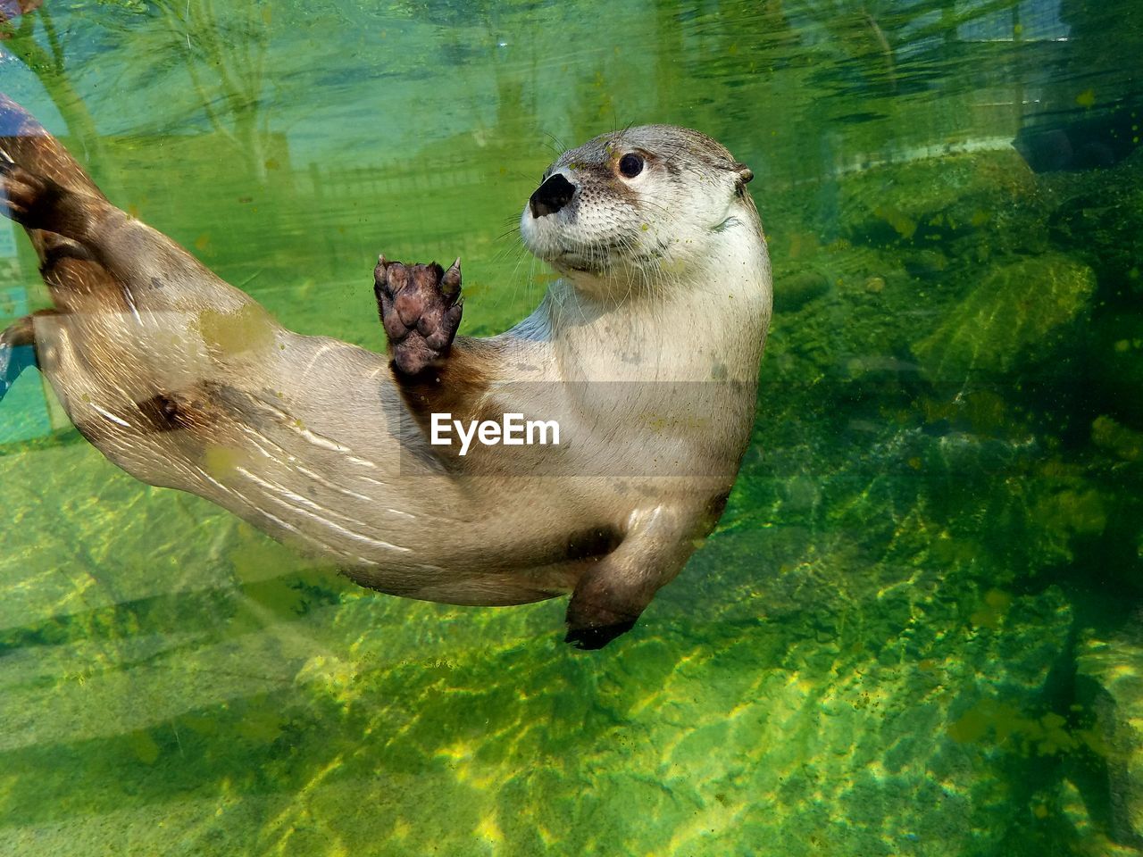 High angle view of otter swimming on water