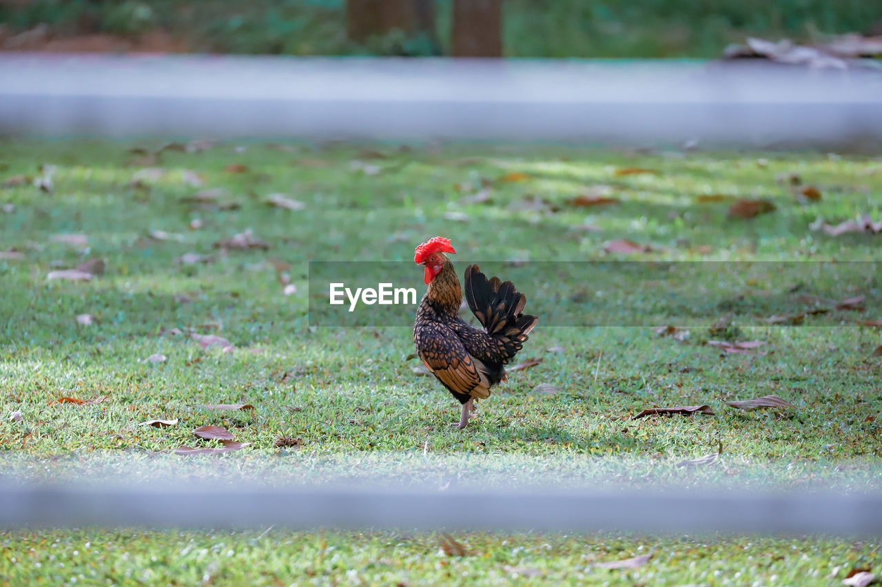 animal themes, animal, bird, chicken, domestic animals, livestock, one animal, nature, pet, wildlife, no people, grass, rooster, mammal, plant, agriculture, day, outdoors, selective focus, hen, green, land, lawn, leaf, prairie