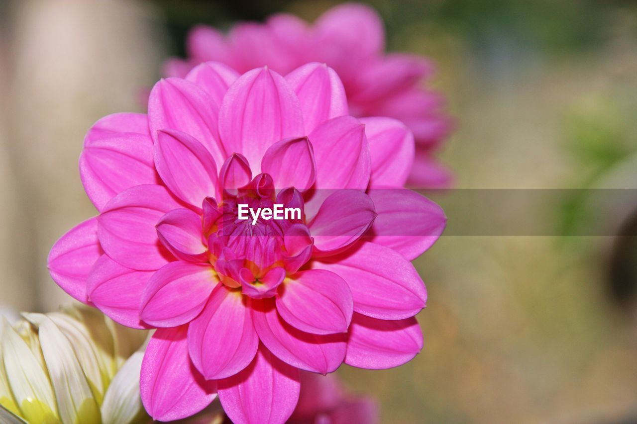 CLOSE-UP OF PINK FLOWERING PLANTS