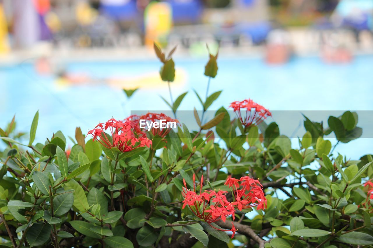 CLOSE-UP OF RED FLOWERS