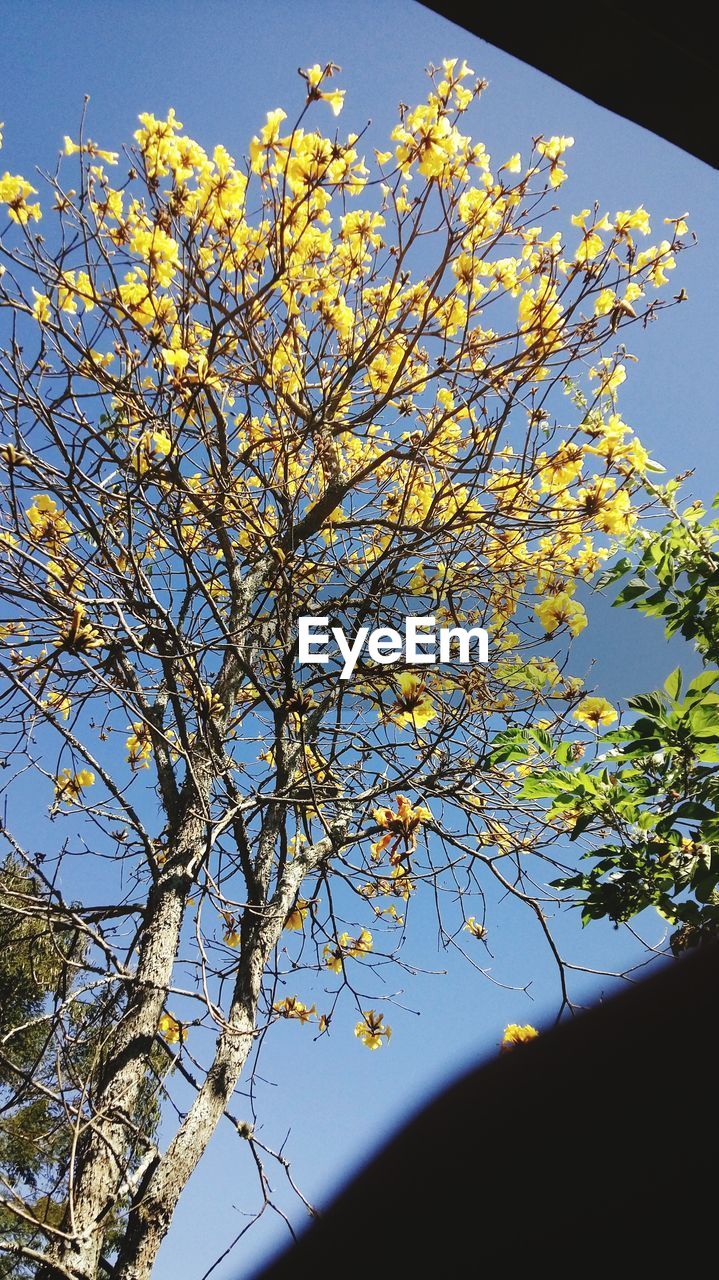 LOW ANGLE VIEW OF YELLOW FLOWERS ON TREE