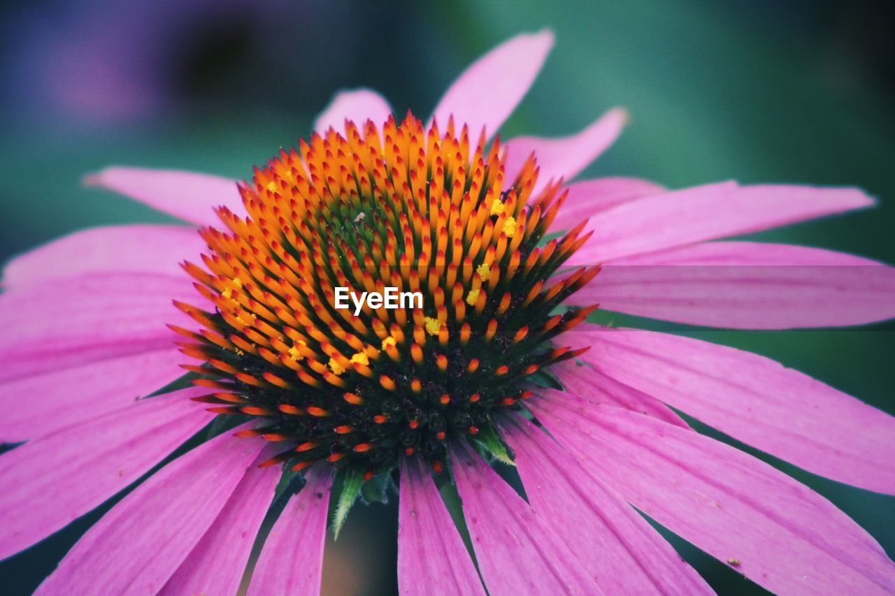 Close-up of eastern purple coneflower blooming outdoors