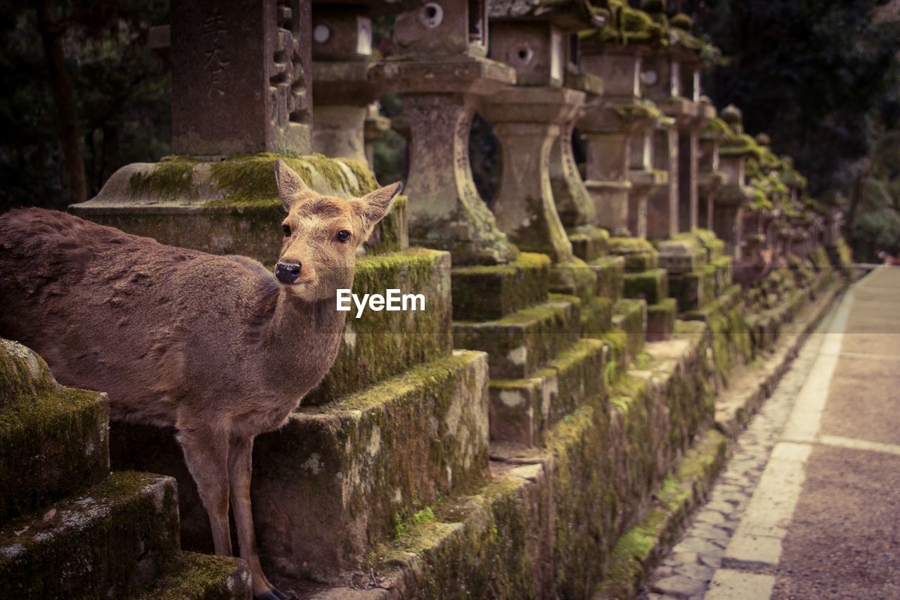 SHEEP STANDING IN FRONT OF A PLANTS