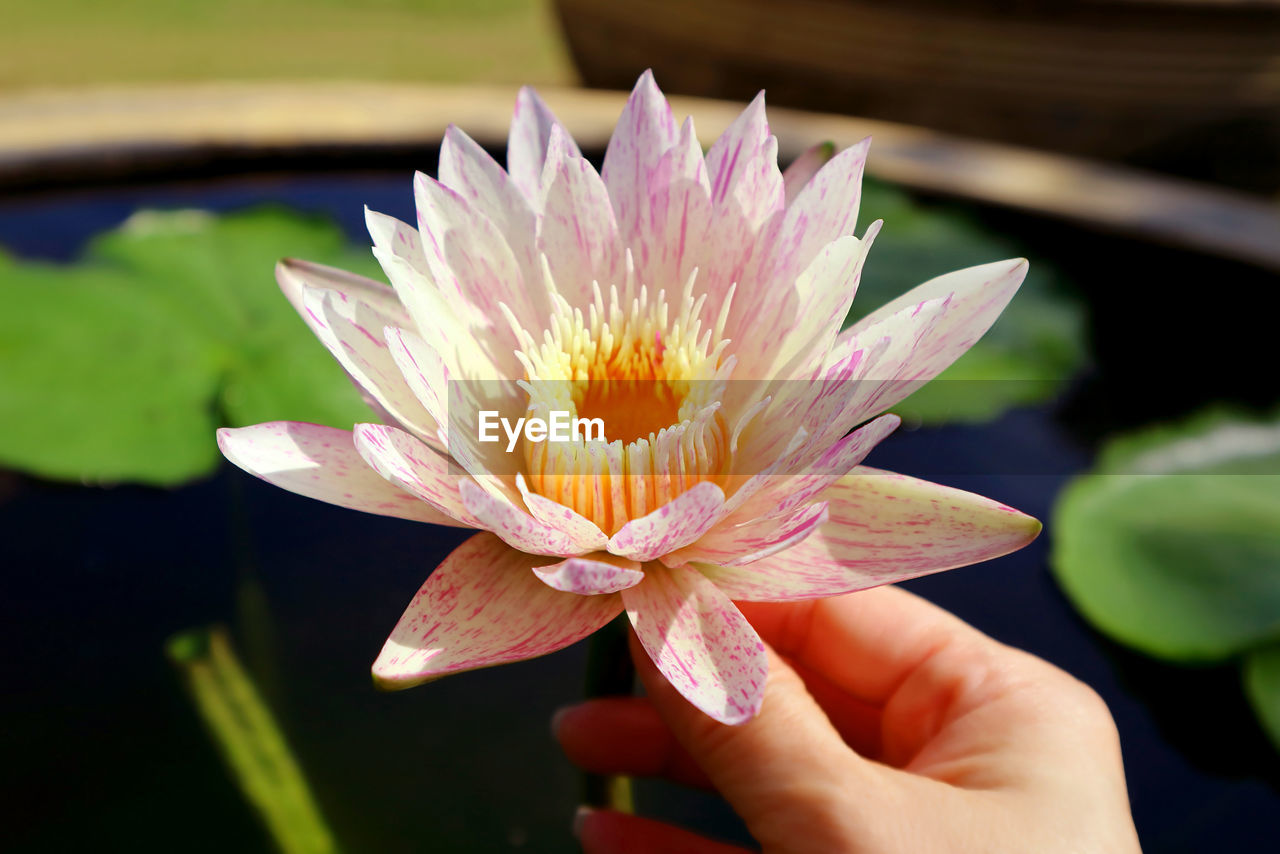 CLOSE-UP OF WATER LILY