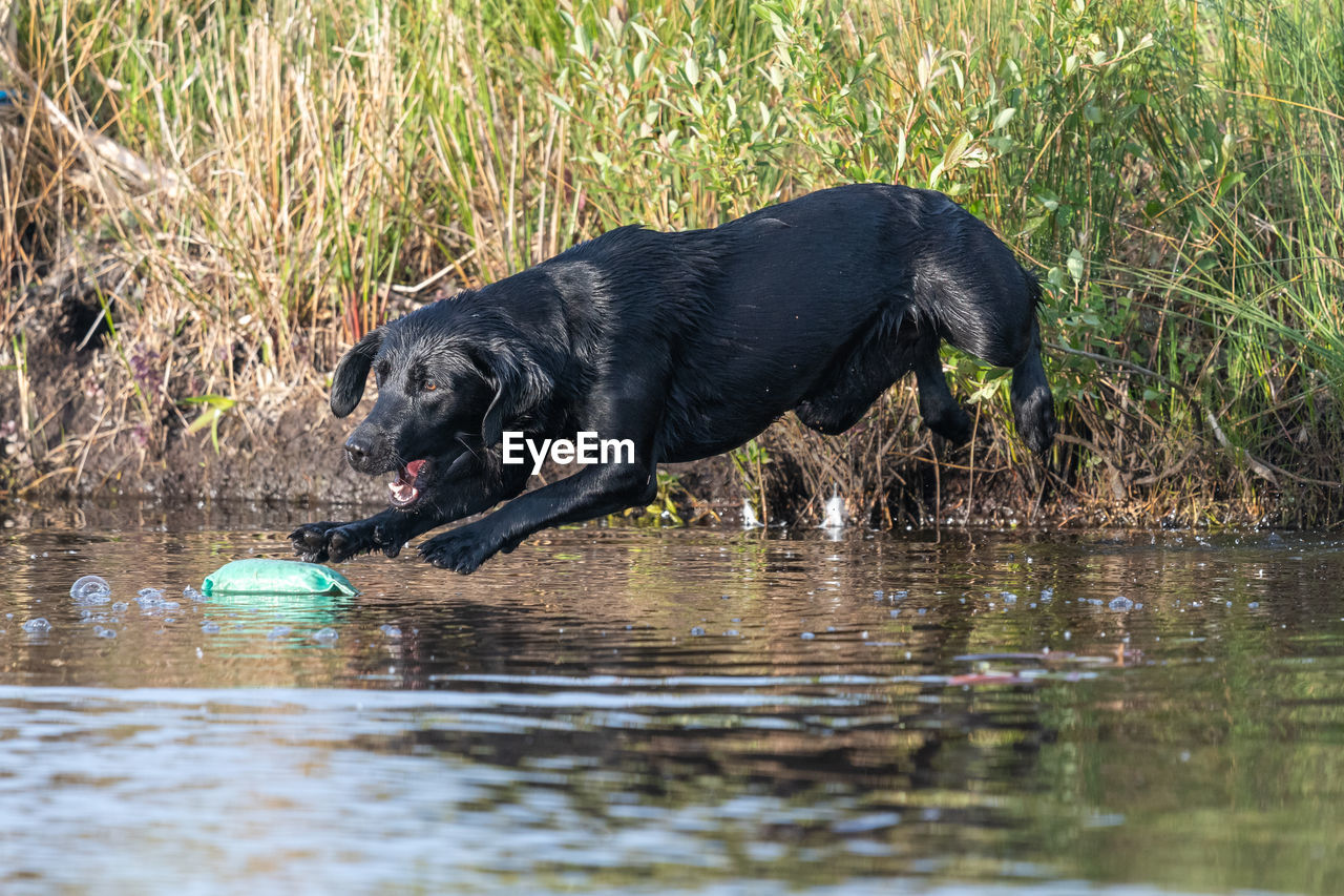 Portrait of a pedigree black labrador jumping into the water to retrieve a training dummy