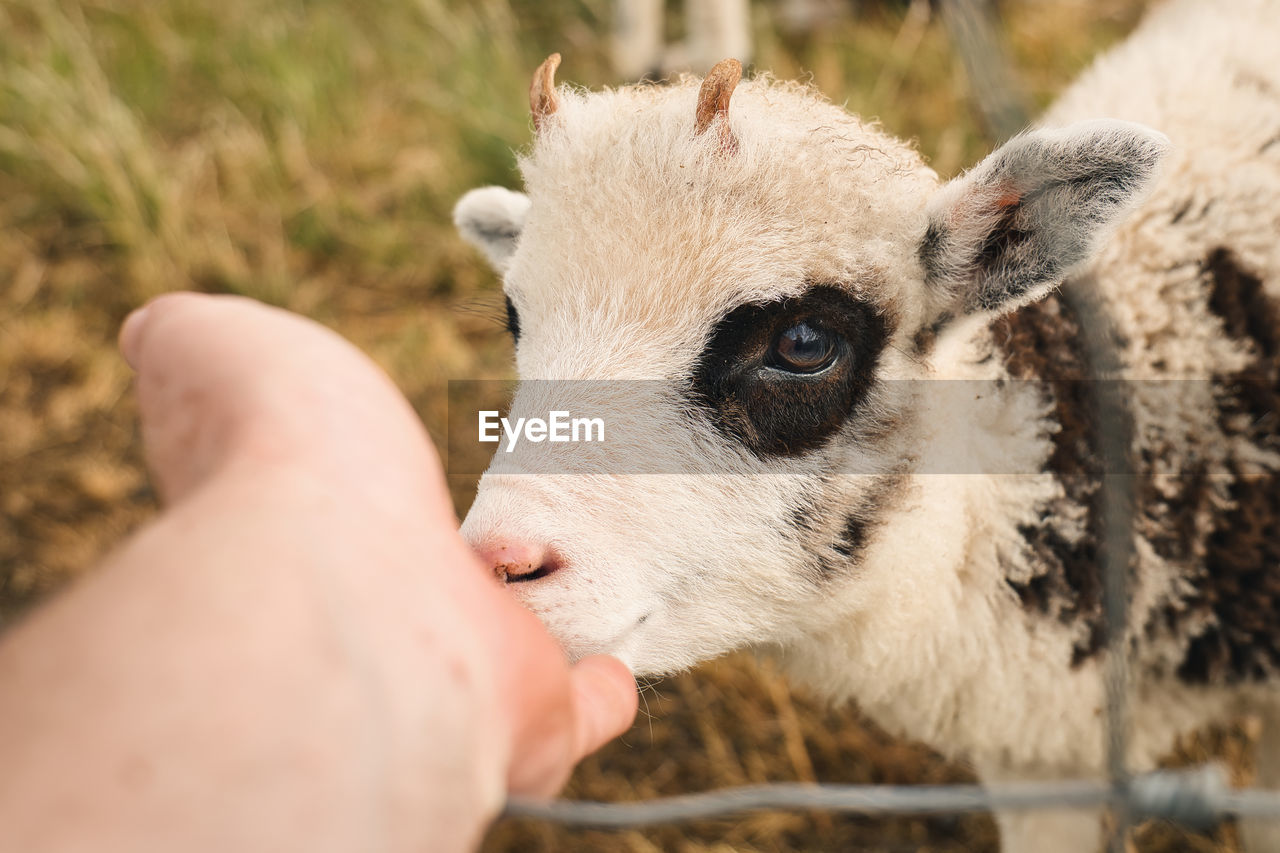 Hand feeding baby sheep at farm, cute animal background