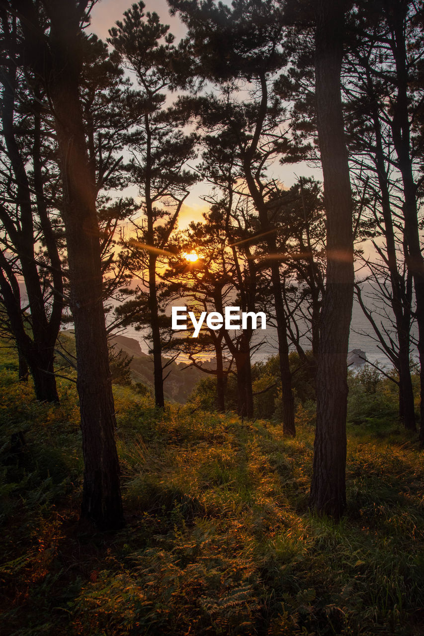 Trees in forest against sky during sunset