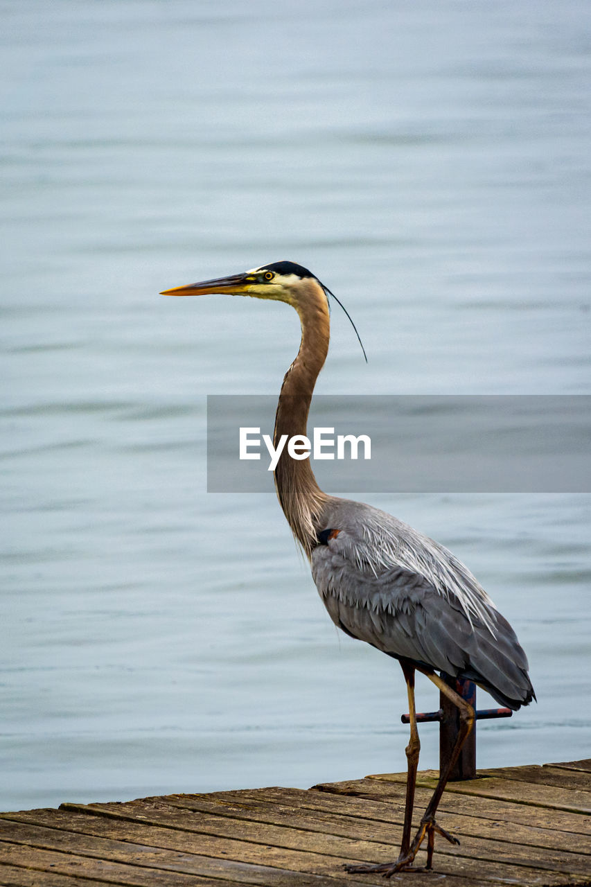 HERON PERCHING ON WOOD