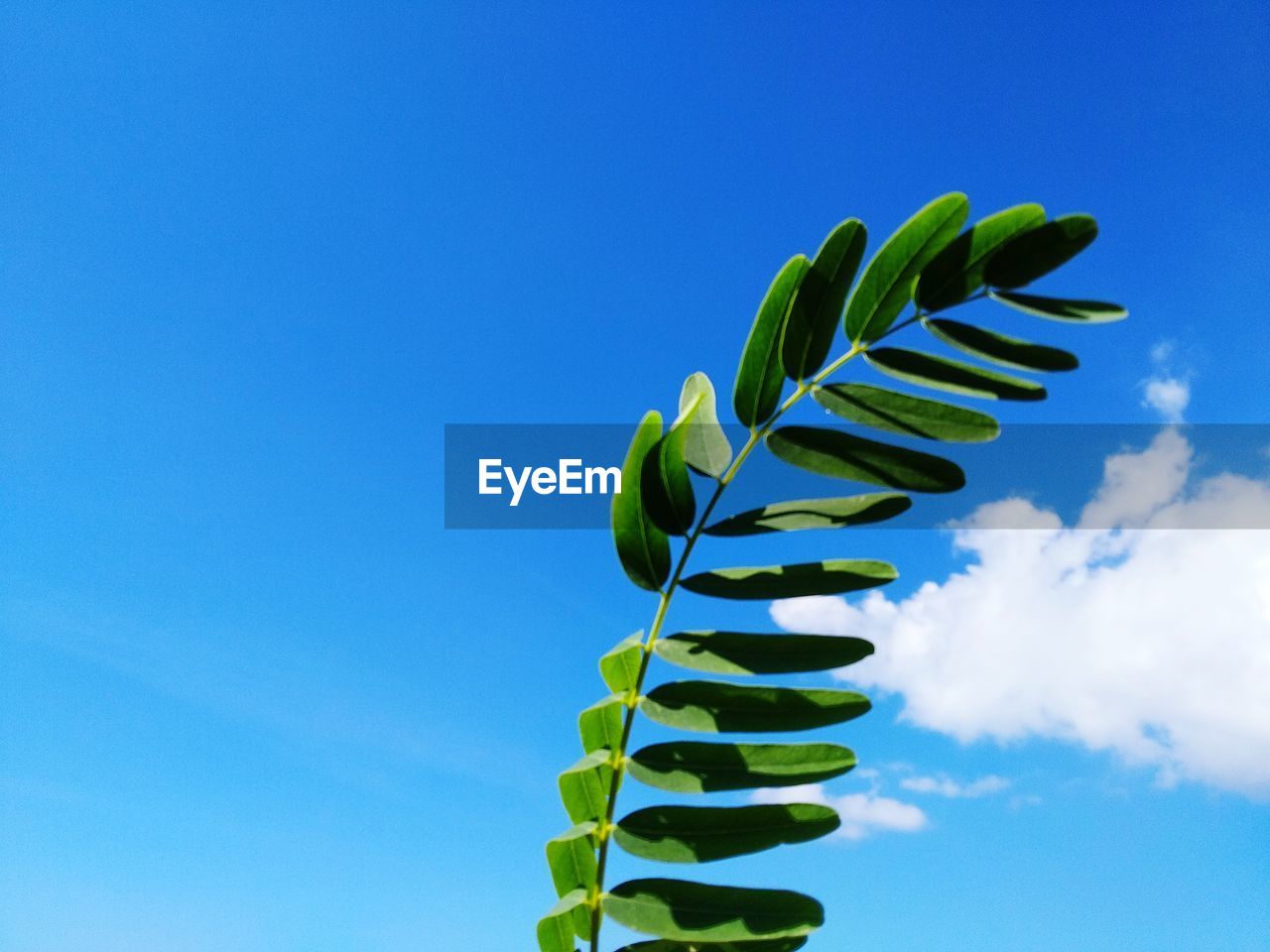 Low angle view of plant against blue sky