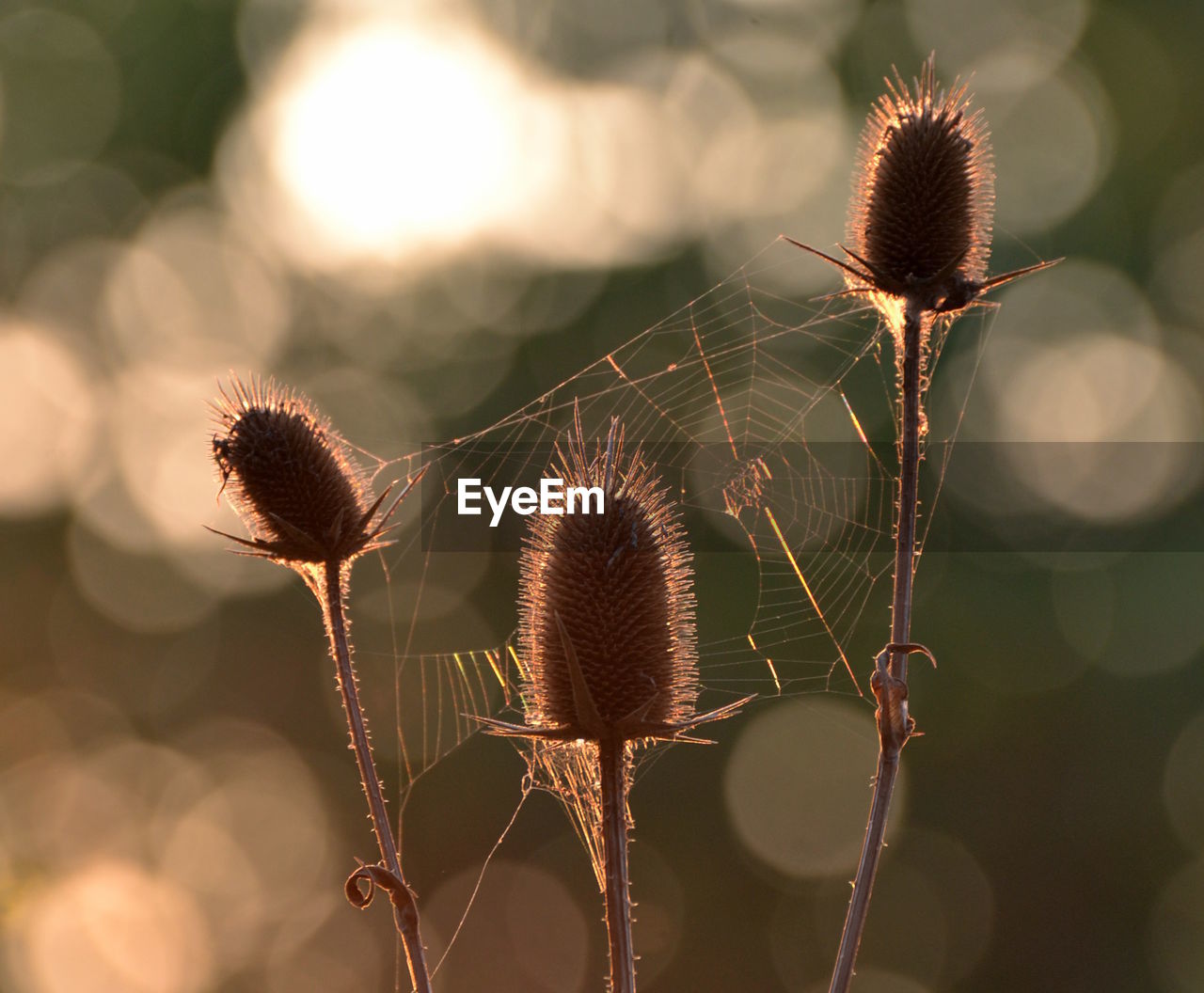 Close-up of spider web on dry thistle