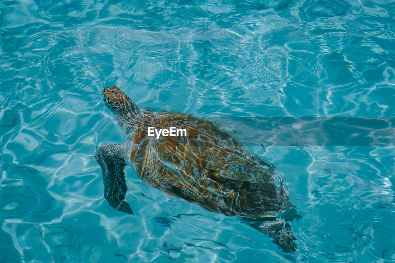 HIGH ANGLE VIEW OF AN ANIMAL SWIMMING IN SEA