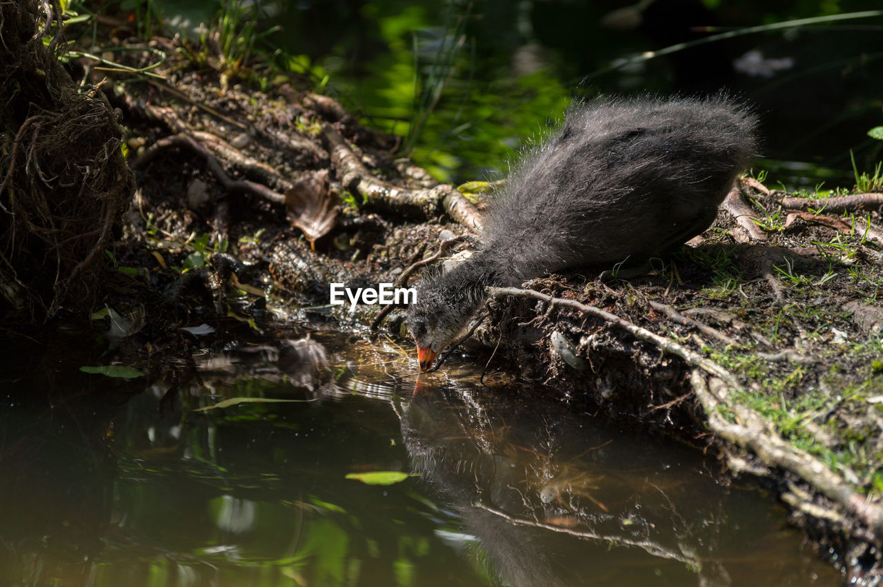 Eurasian coot drinking water in pond