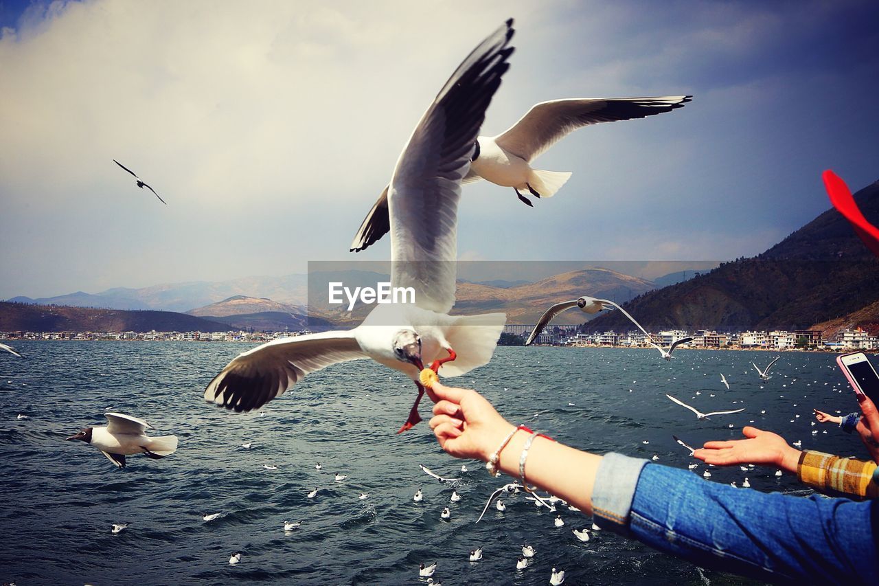 Seagull flying over water