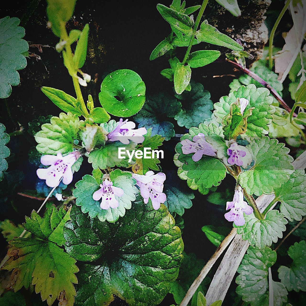 HIGH ANGLE VIEW OF PURPLE FLOWERING PLANT