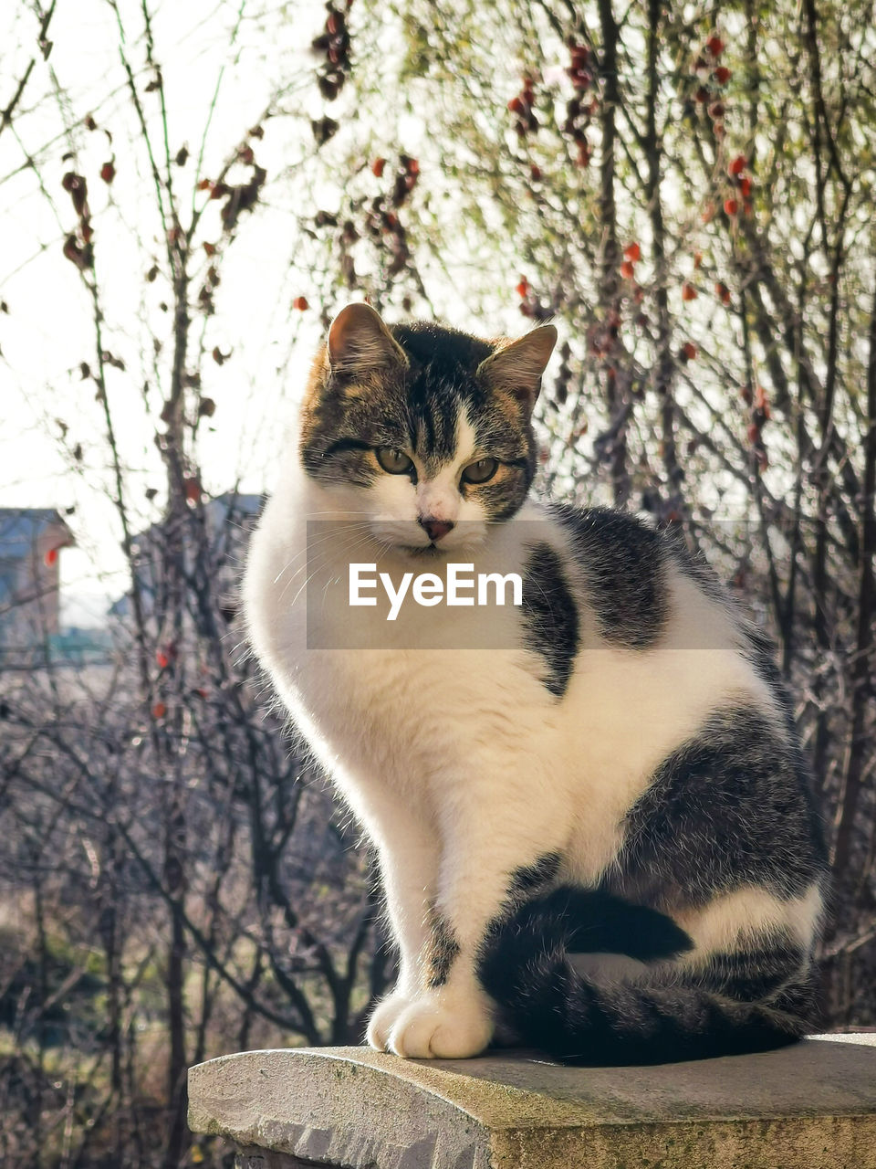 PORTRAIT OF A CAT SITTING ON THE WALL