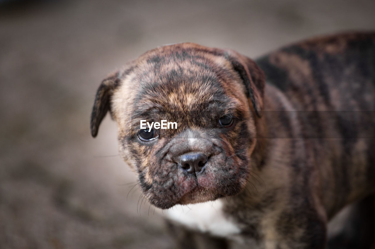 Close-up of english bulldog puppy looking away