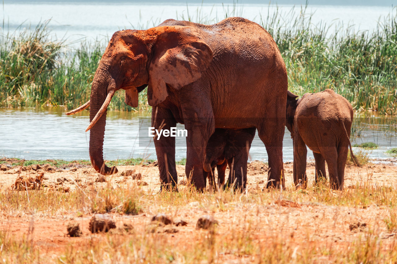 African elephants grazing at lake jipe at tsavo west national park in kenya