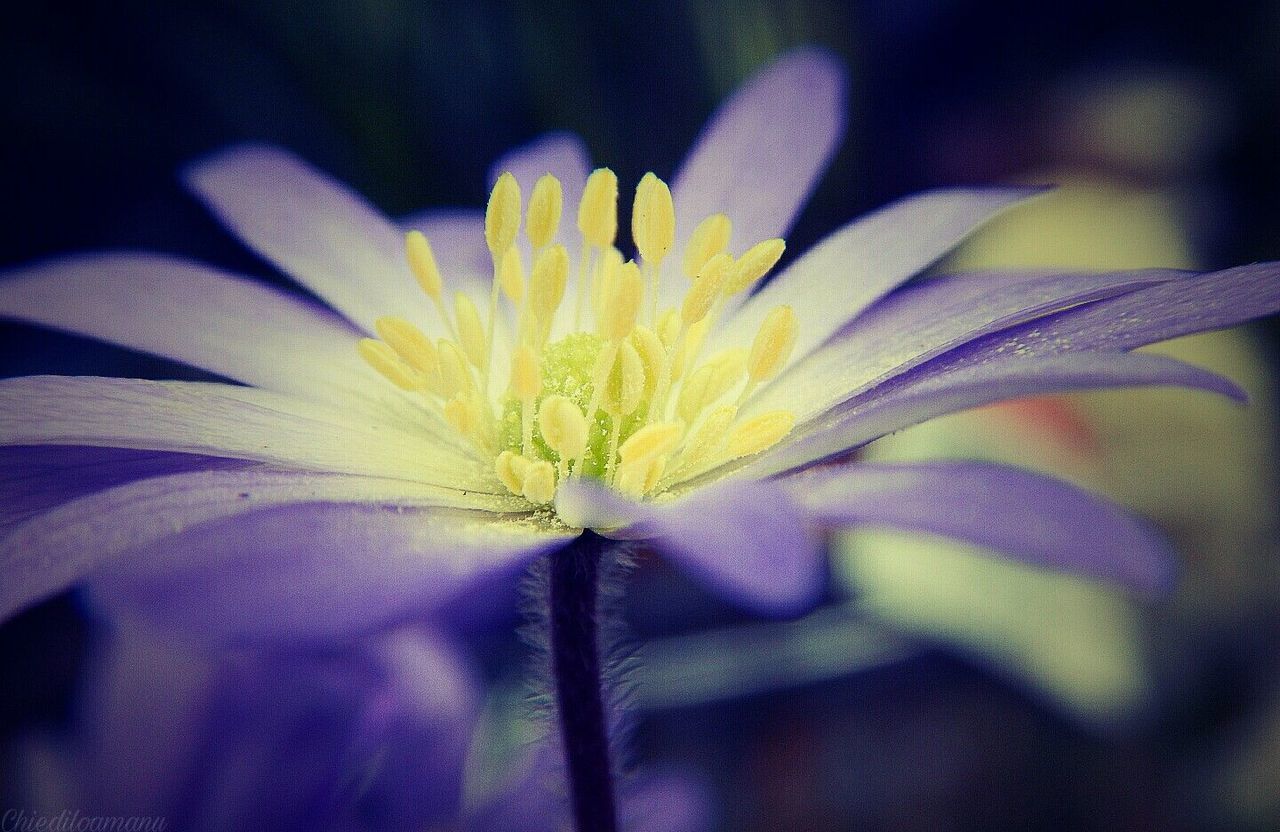 CLOSE-UP OF FLOWER HEAD