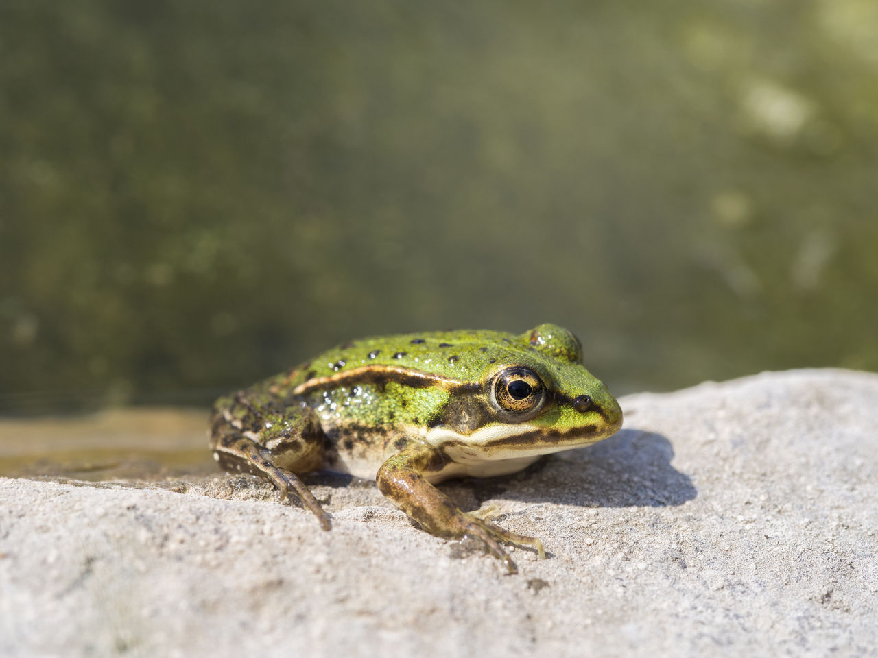 LIZARD ON ROCK