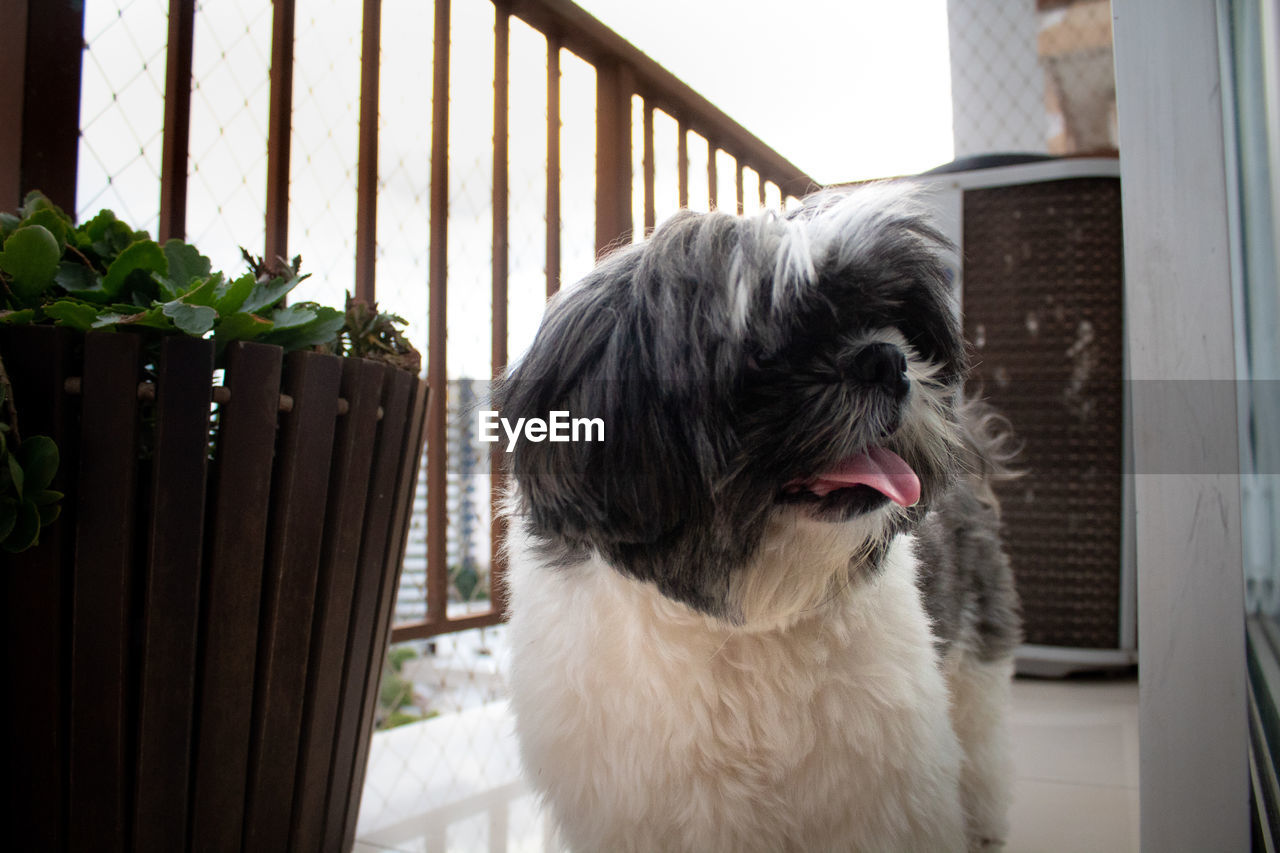 CLOSE-UP OF DOG LOOKING AWAY AT HOME