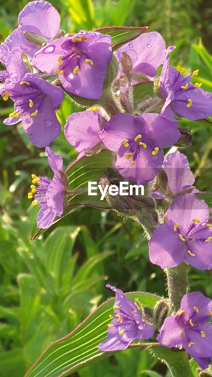 CLOSE-UP OF PURPLE FLOWERS BLOOMING