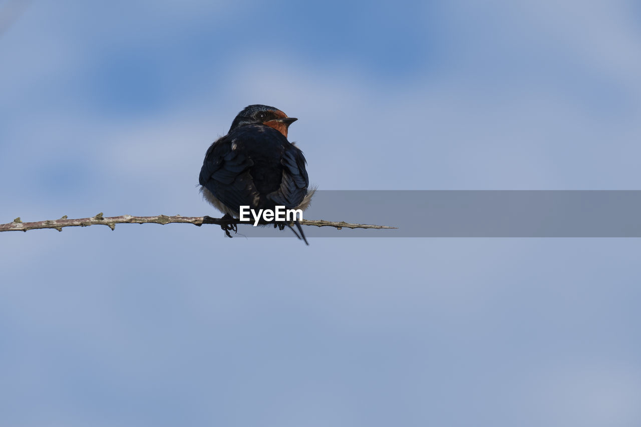 Low angle view of swallow perching on branch against sky