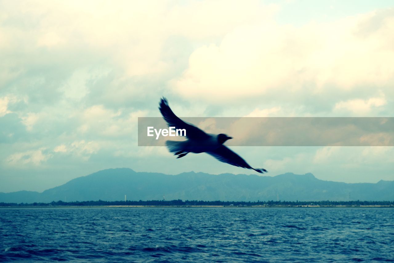 SEAGULLS FLYING OVER SEA