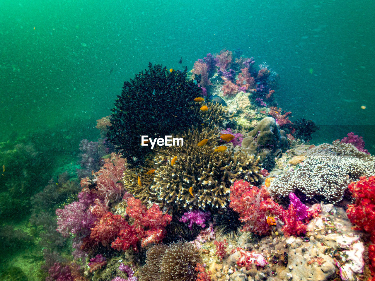 View of fish swimming in sea