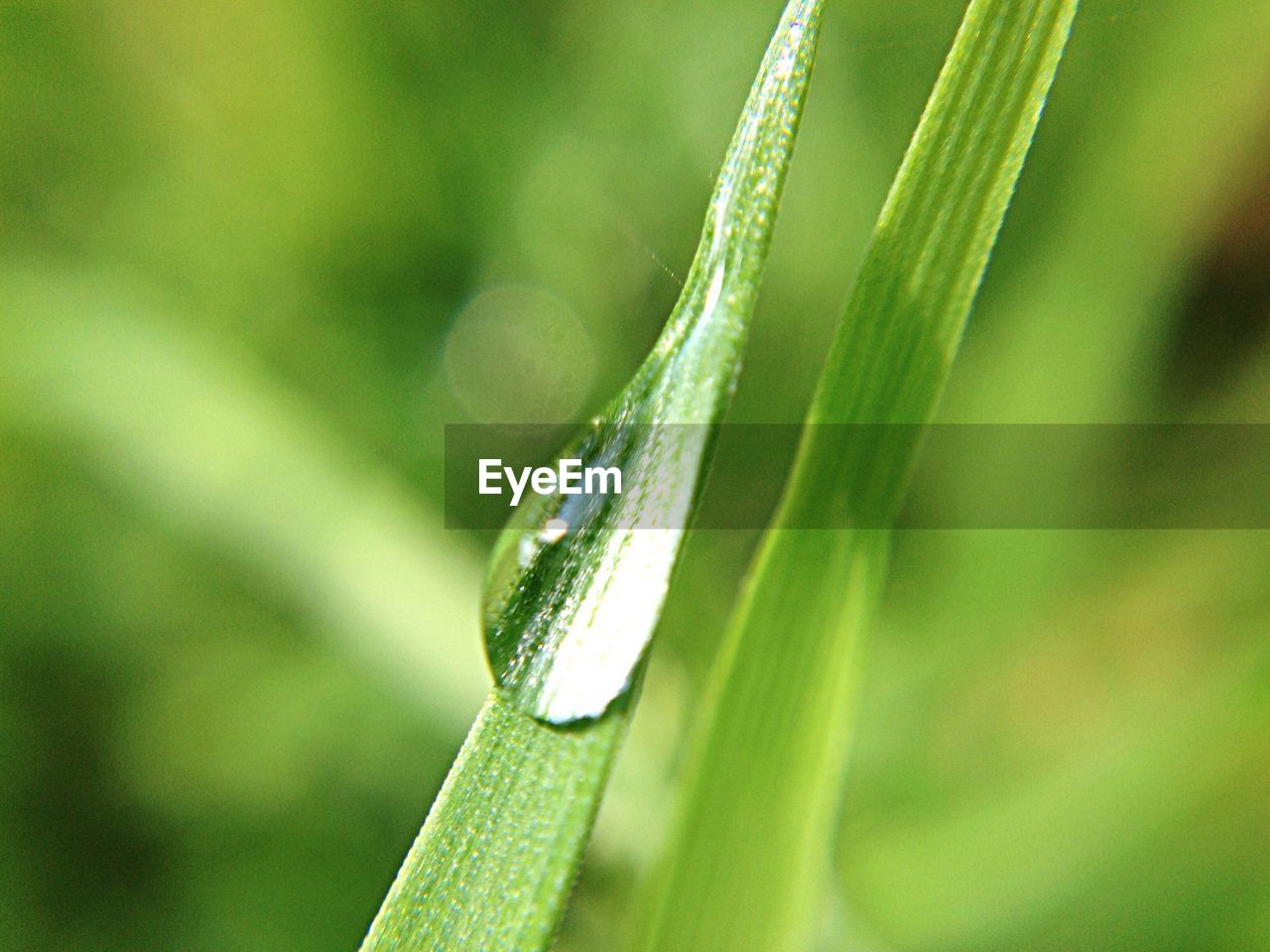 Close-up of dew on blade of grass