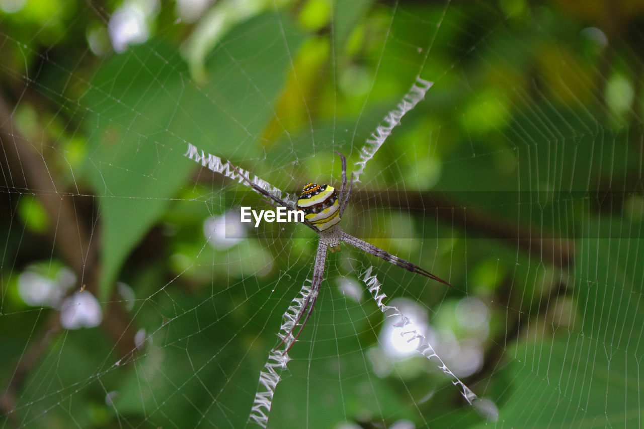 CLOSE-UP OF SPIDER WEB