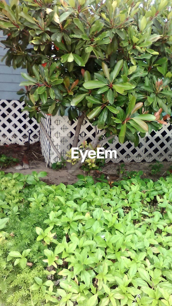 PLANTS GROWING ON A TREE