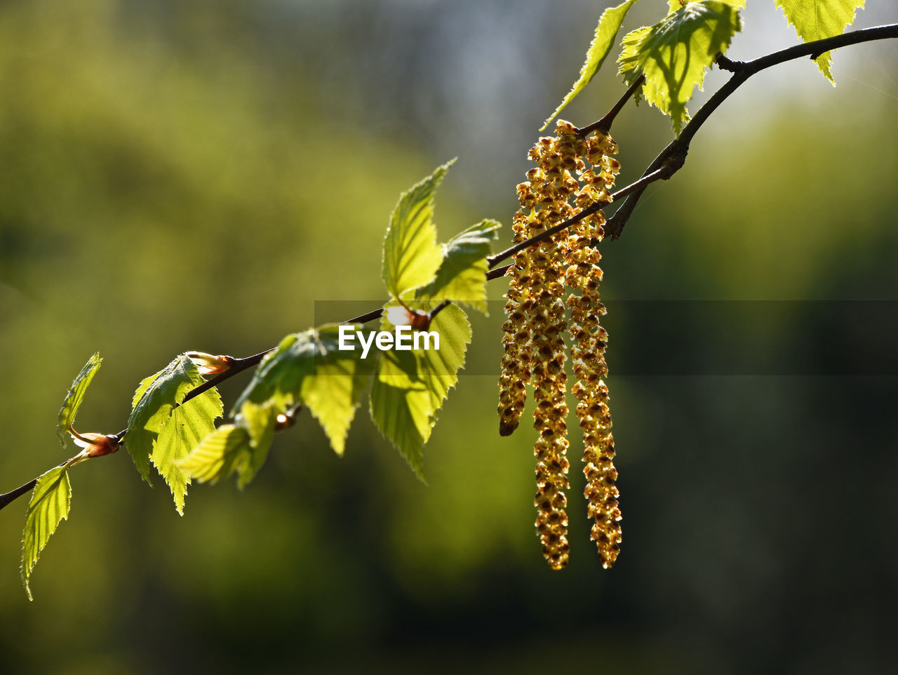 CLOSE-UP OF PLANT GROWING ON TWIG