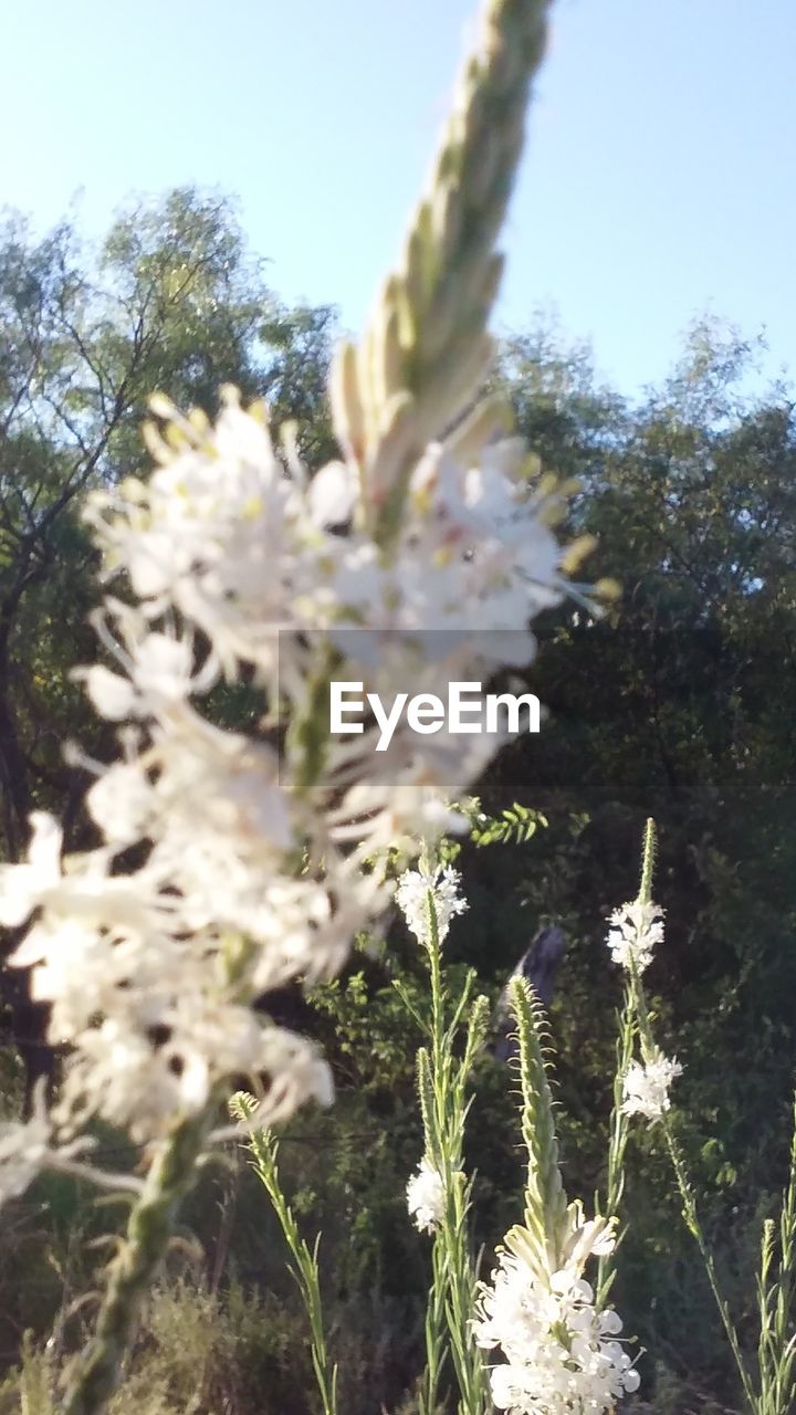 CLOSE-UP OF WHITE FLOWERS BLOOMING IN PARK