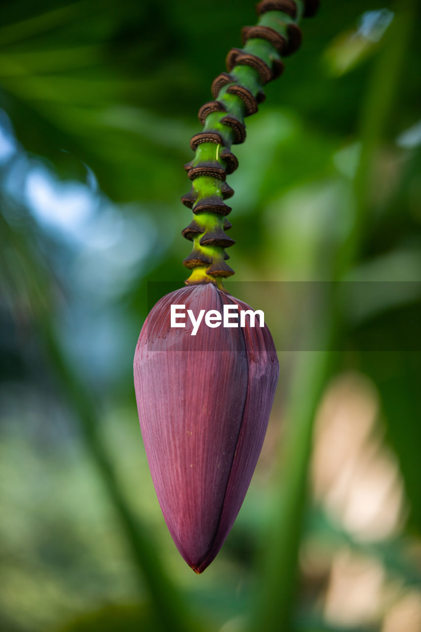 Close-up of red flowering plant