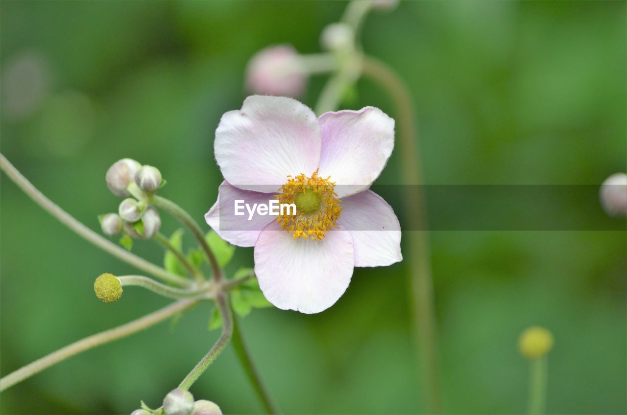 Close-up of white flower