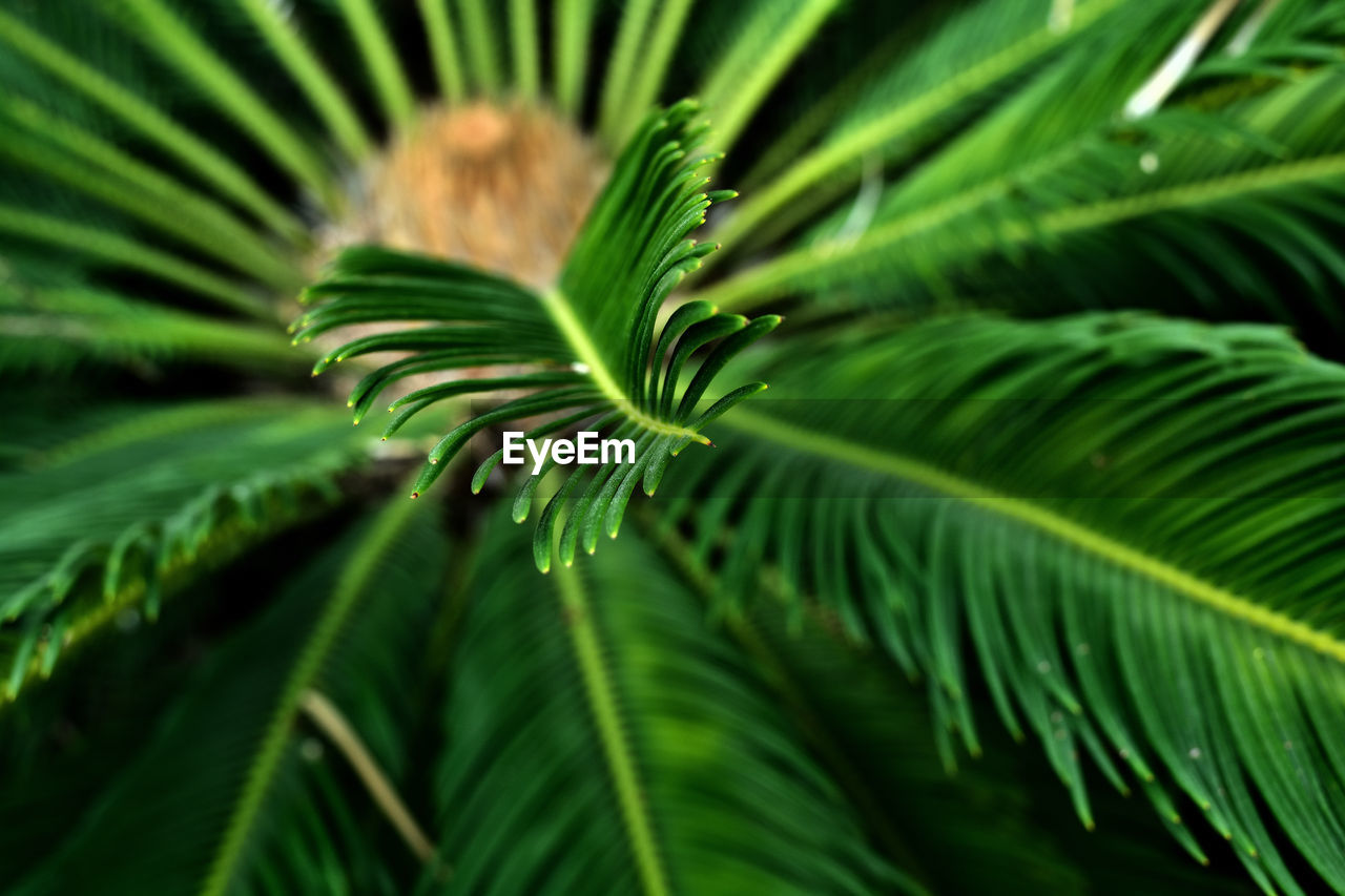 leaf, plant, green, tree, plant part, growth, beauty in nature, nature, palm leaf, close-up, palm tree, no people, tropical climate, branch, backgrounds, frond, flower, vegetation, freshness, plant stem, botany, tropics, outdoors, forest, environment, rainforest, jungle, pattern, day, macro photography, full frame, lush foliage, foliage, tranquility, pine tree, saw palmetto, land