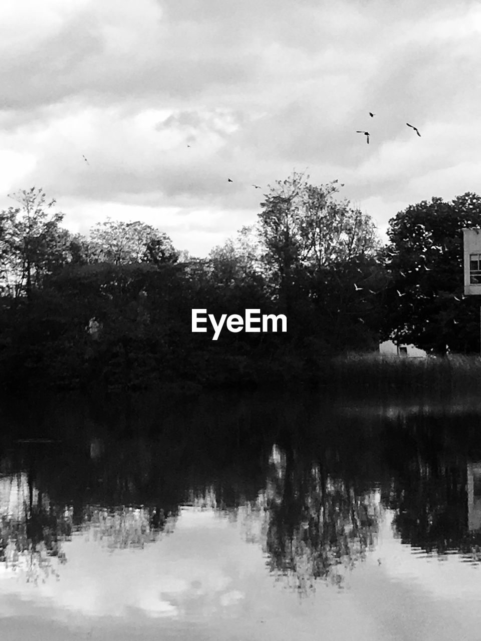 BIRD FLYING OVER LAKE