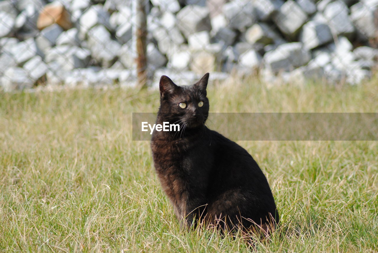 PORTRAIT OF BLACK CAT SITTING ON GRASS