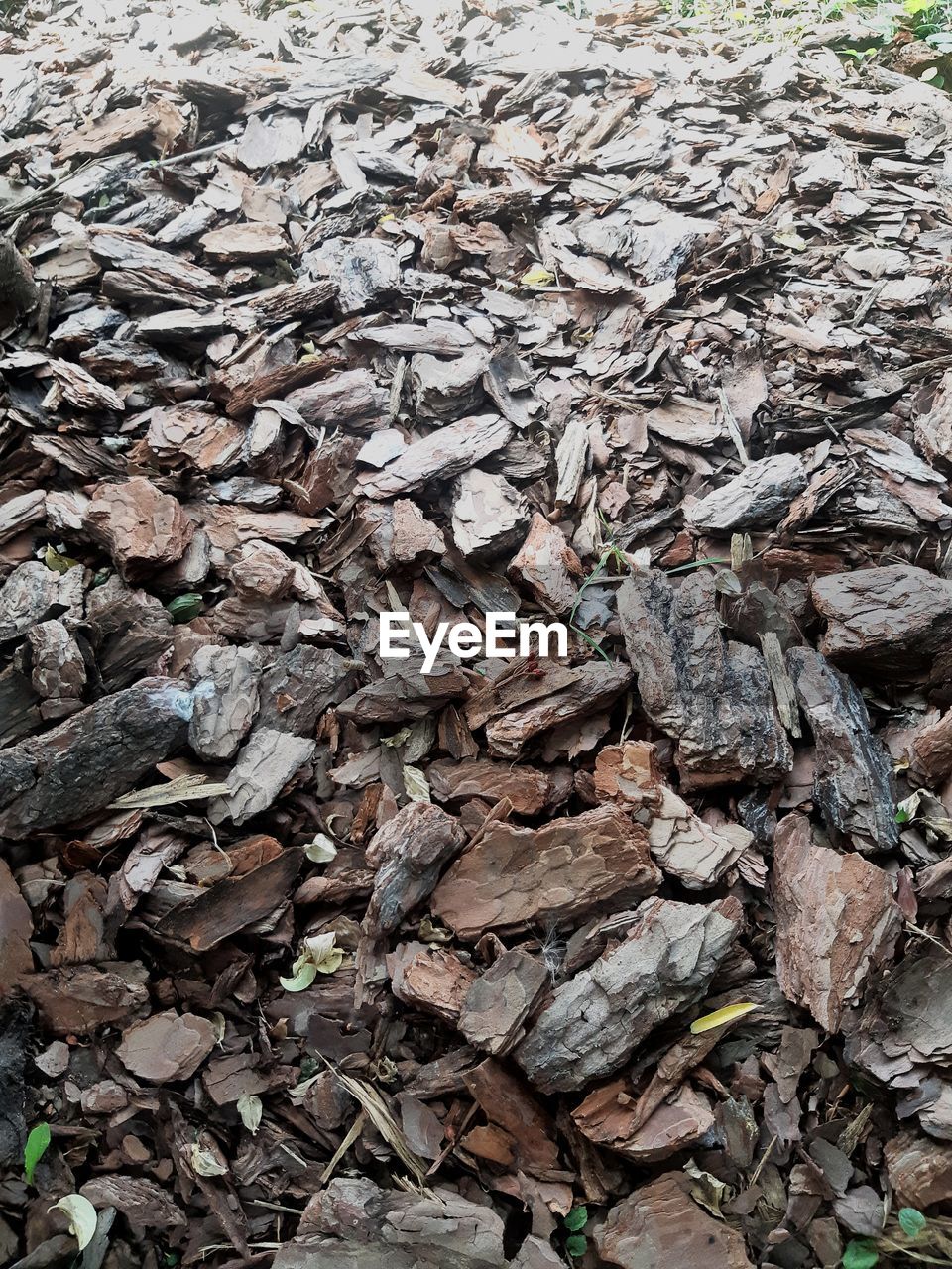 FULL FRAME SHOT OF DRIED LEAVES ON ROCK