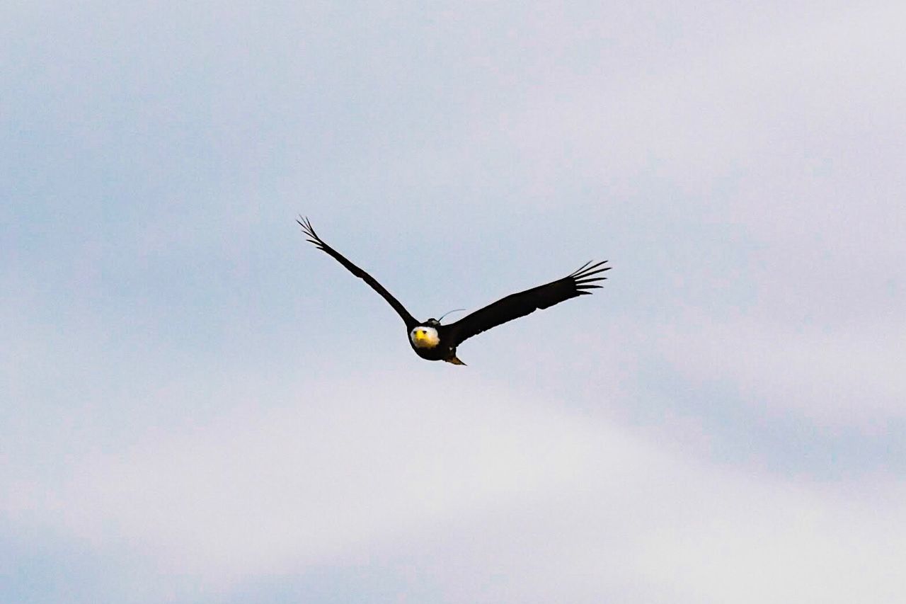 LOW ANGLE VIEW OF HAWK FLYING IN SKY