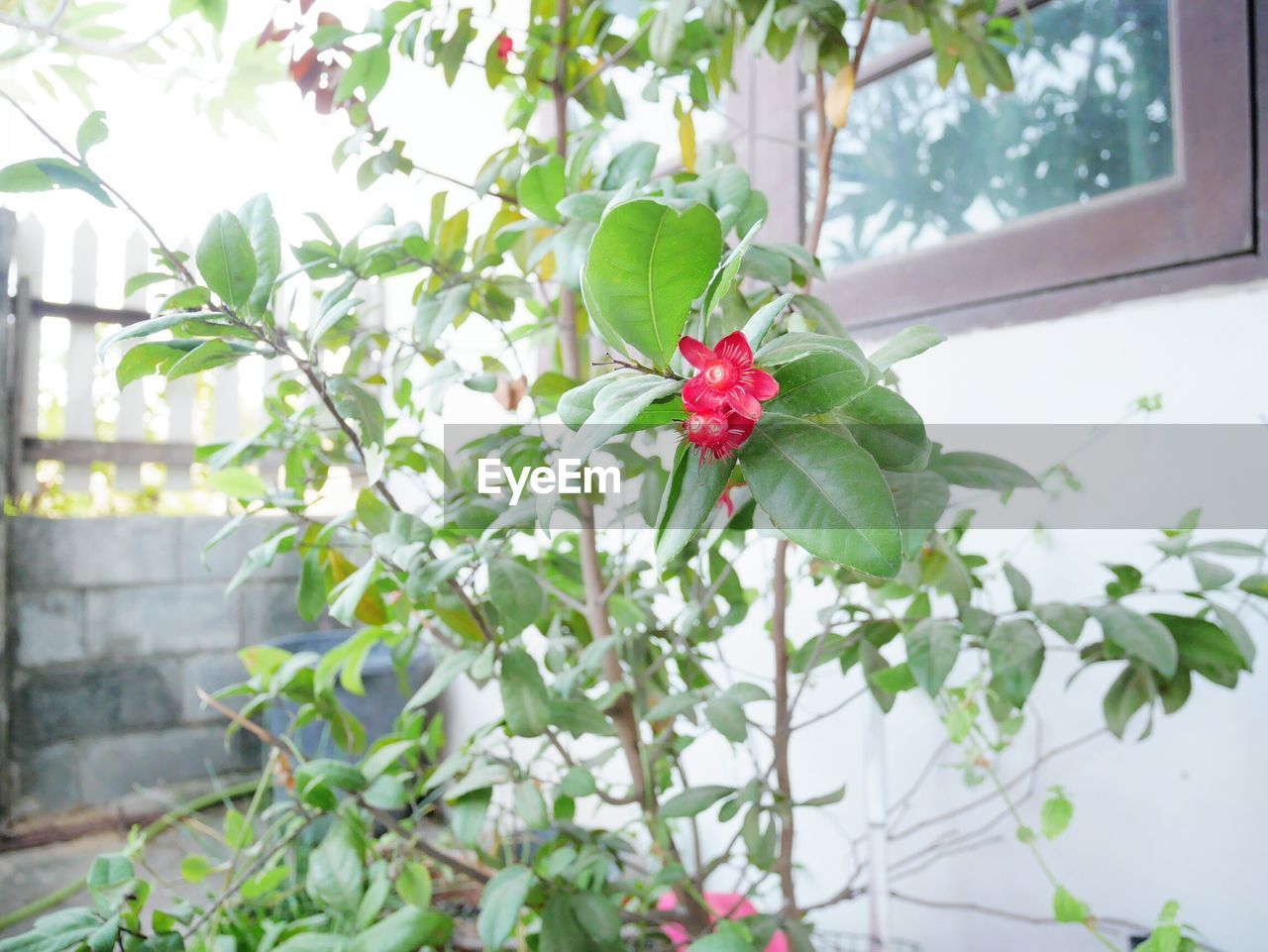 Close-up of red flowers