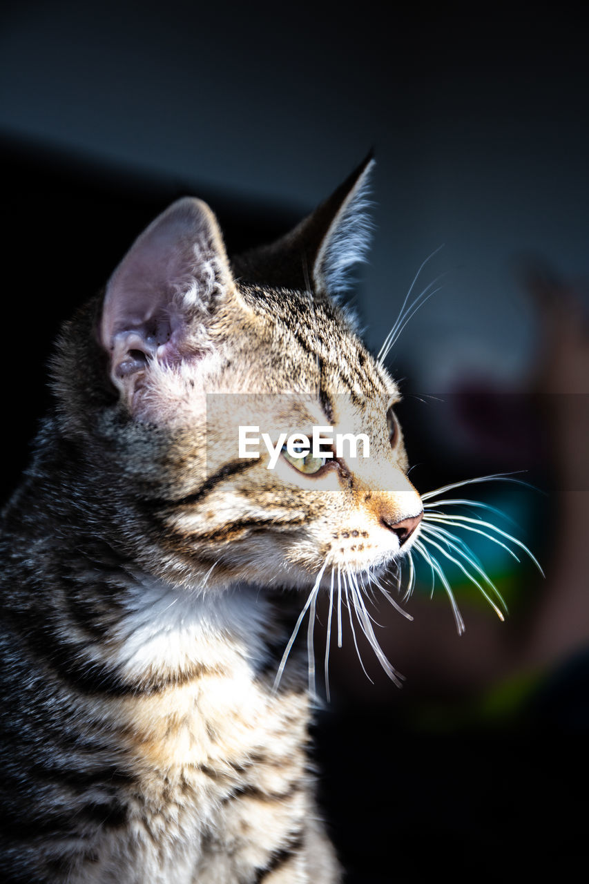 CLOSE-UP OF CAT